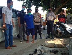 Satu Dari Tiga Pelaku Pencuri Kambing Di Amankan Polisi 