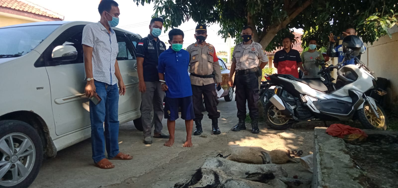 Satu Dari Tiga Pelaku Pencuri Kambing Di Amankan Polisi 