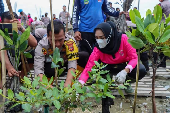 Aksi Nyata Jaga Lingkungan Pesisir, Polresta Cirebon Tanam Ribuan Pohon Mangrove