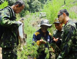 BNN Musnahkan 5 Hektar Ladang Ganja di Gayo Lues