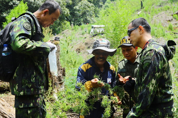 BNN Musnahkan 5 Hektar Ladang Ganja di Gayo Lues