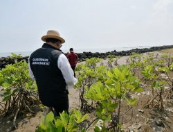 Jabar Gencarkan Penanaman Jutaan Bibit Mangrove di Pesisir Utara