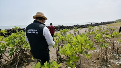 Jabar Gencarkan Penanaman Jutaan Bibit Mangrove di Pesisir Utara