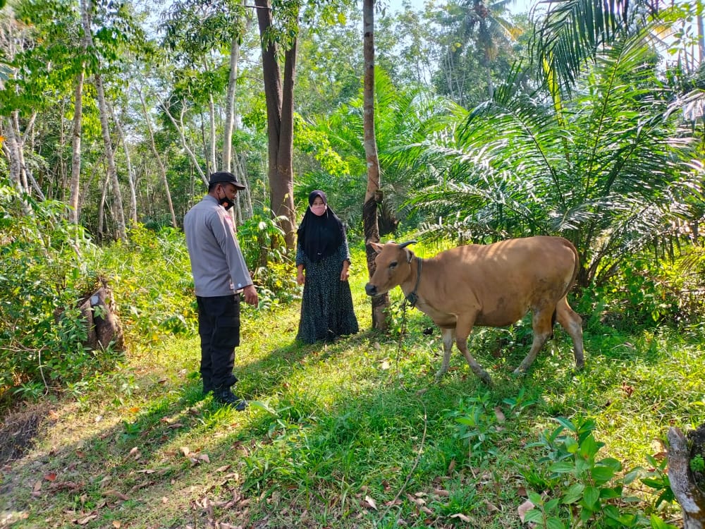 Waspada Terinfeksi Penyakit (PMK). Hewan Kuku Belah Rentan Tertular,Jaga Kesehatan dan Kebersihan Hewan