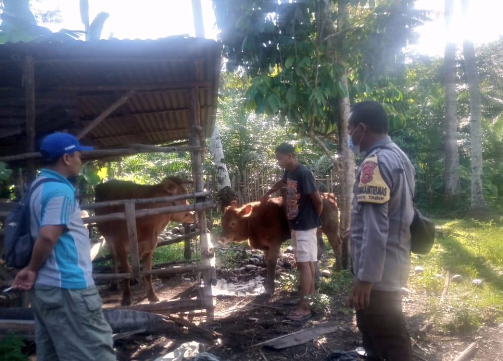 Uji Klinis dari Mantri diDesa Air Batu. Hewan Qurban Bebas PMK