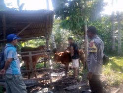 Kapolsek Tabir, Hindari Penyakit Kuku dan Mulut dengan CaraJaga Kesehatan dan Kebersihan Hewan