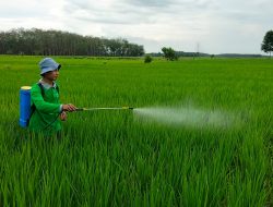 Petani Milenial OKI Ubah Sabut Kelapa Jadi Pupuk Organik Hasilkan Pundi Rupiah