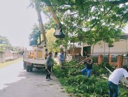 Sekcam Idi Rayeuk Naik Eskavator Pangkas Pohon Bersih-Bersih Area Halaman Kantor Kecamatan Idi Rayeuk