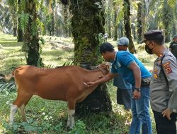 Enam Ekor Sapi Lari Saat Akan diSuntik Vaksin PMK