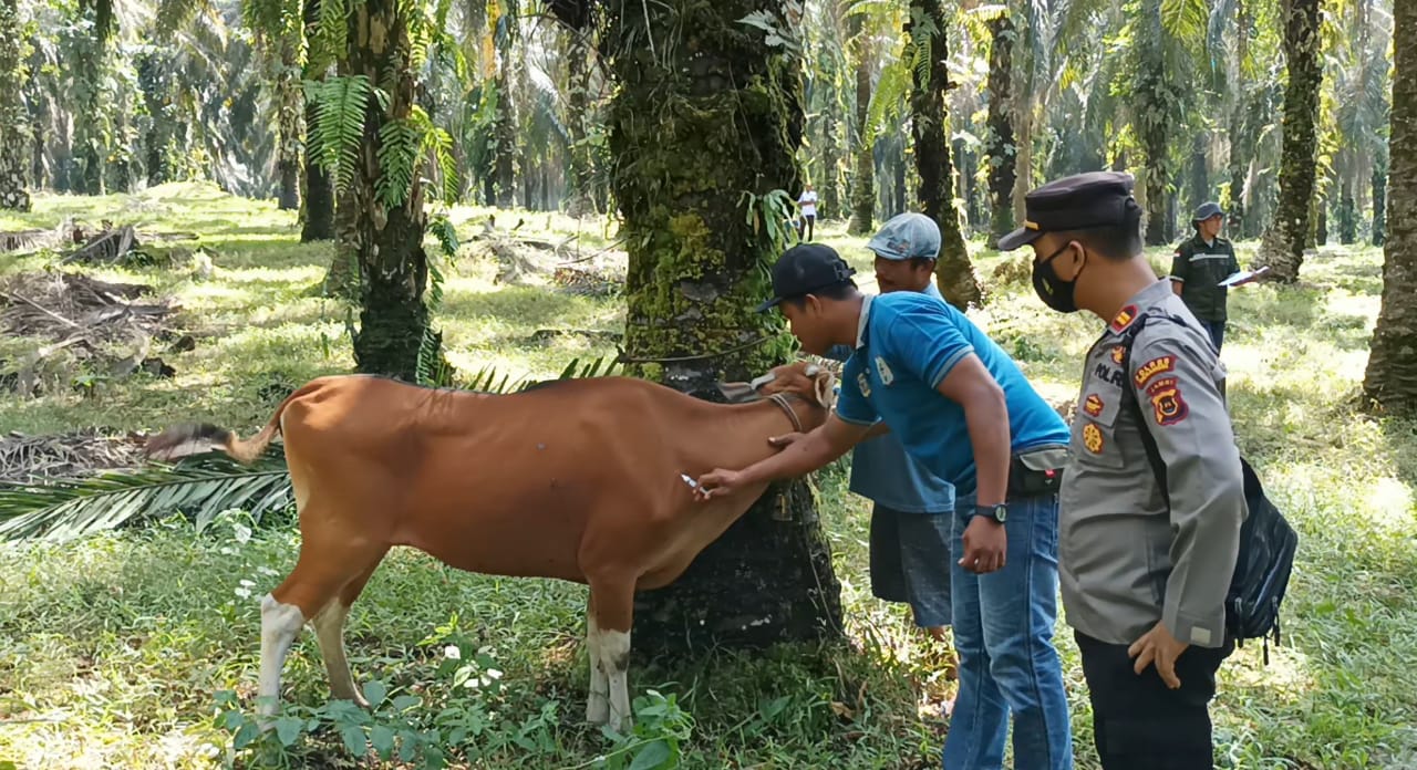 Enam Ekor Sapi Lari Saat Akan diSuntik Vaksin PMK