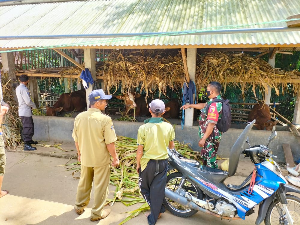 Babinsa Koramil Tipe B 0808/13 Doko Cek Hewan Ternak Warga Binaannya, Antisipasi Wabah PMK