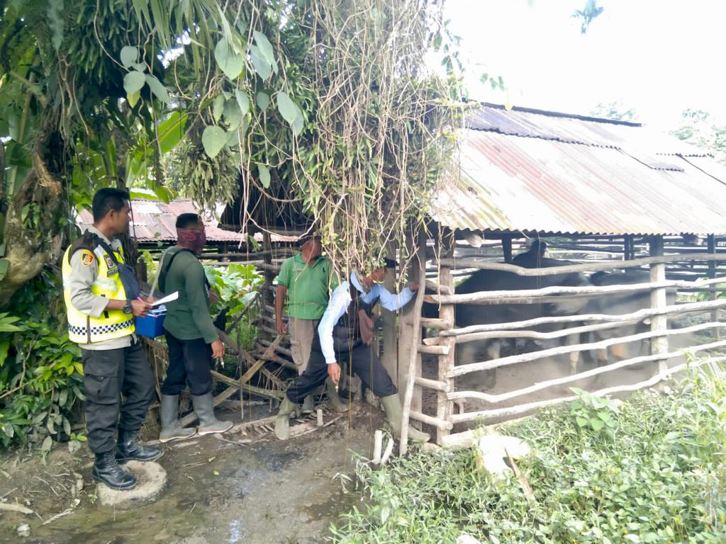 Pendampingan Suntik Vaksin PMK oleh Bhabinkamtibmas Polsek Limun