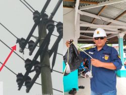 Jaringan Induk Kabel PLN Bangko Terganggu oleh Benda Penghantar Listrik Bukan Milik PLN