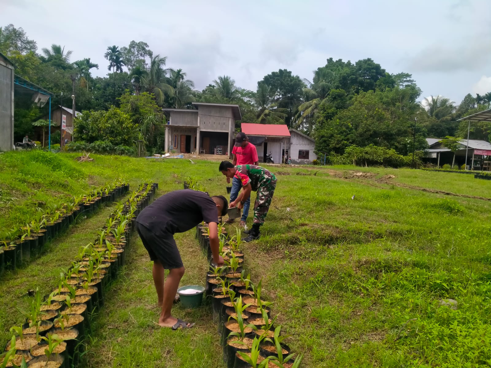 PERAN BABINSA TURUT MEMBINA USAHA PEMBIBITAN KELAPA SAWIT, IKUT DIRONG PERTUMBUHAN EKONOMI MASYARAKAT PEDESAAN.