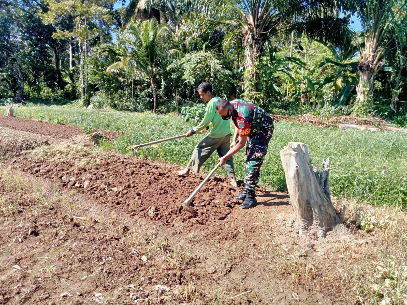 BABINSA DORONG WARGA TANI PRODUKTIFKAN LAHAN TIDUR UNTUK CIPTAKAN KEMAKMURAN PEREKONOMIAN PEDESAAN.