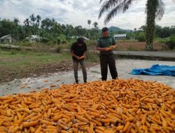 STOK JAGUNG ABDYA STABIL – BABINSA PASTIKAN PAKAN TERNAK AMAN