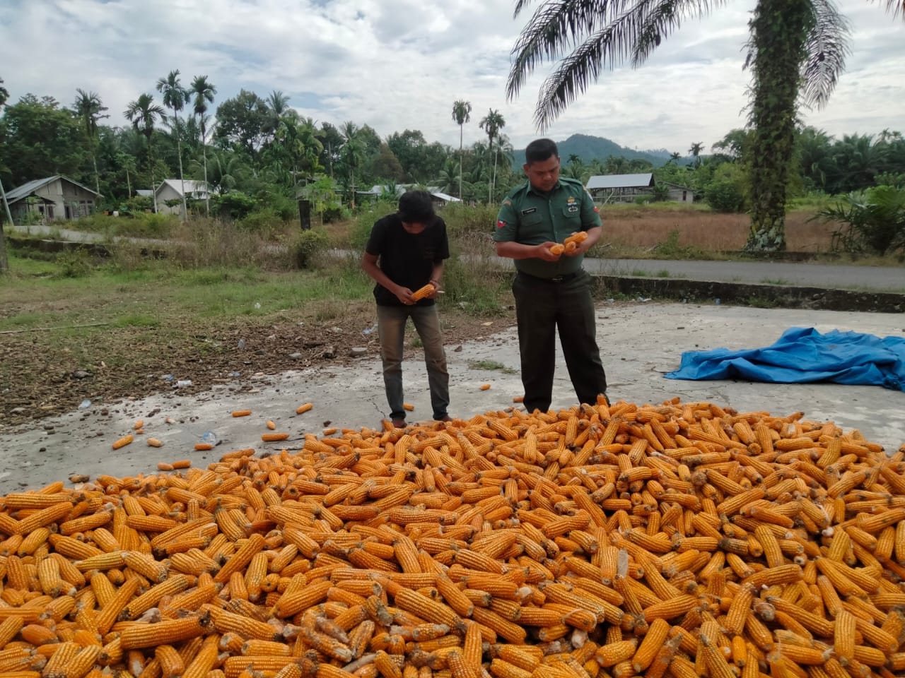 STOK JAGUNG ABDYA STABIL – BABINSA PASTIKAN PAKAN TERNAK AMAN