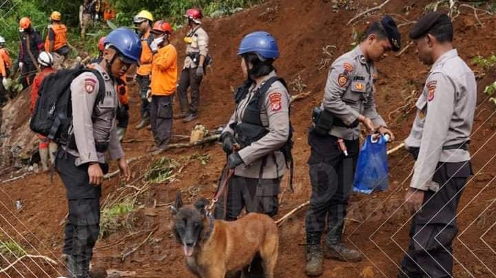 KEGIATAN PENCARIAN DAN EVAKUASI KORBAN GEMPA CIANJUR – TIMSAR K9 POLDA JABAR TERUS DILAKUKAN