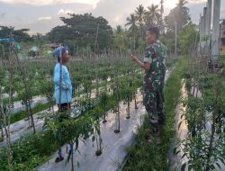 BABINSA KORAMIL 13/PEUREULAK TIMUR – KOMSOS BERSAMA PETANI CABE