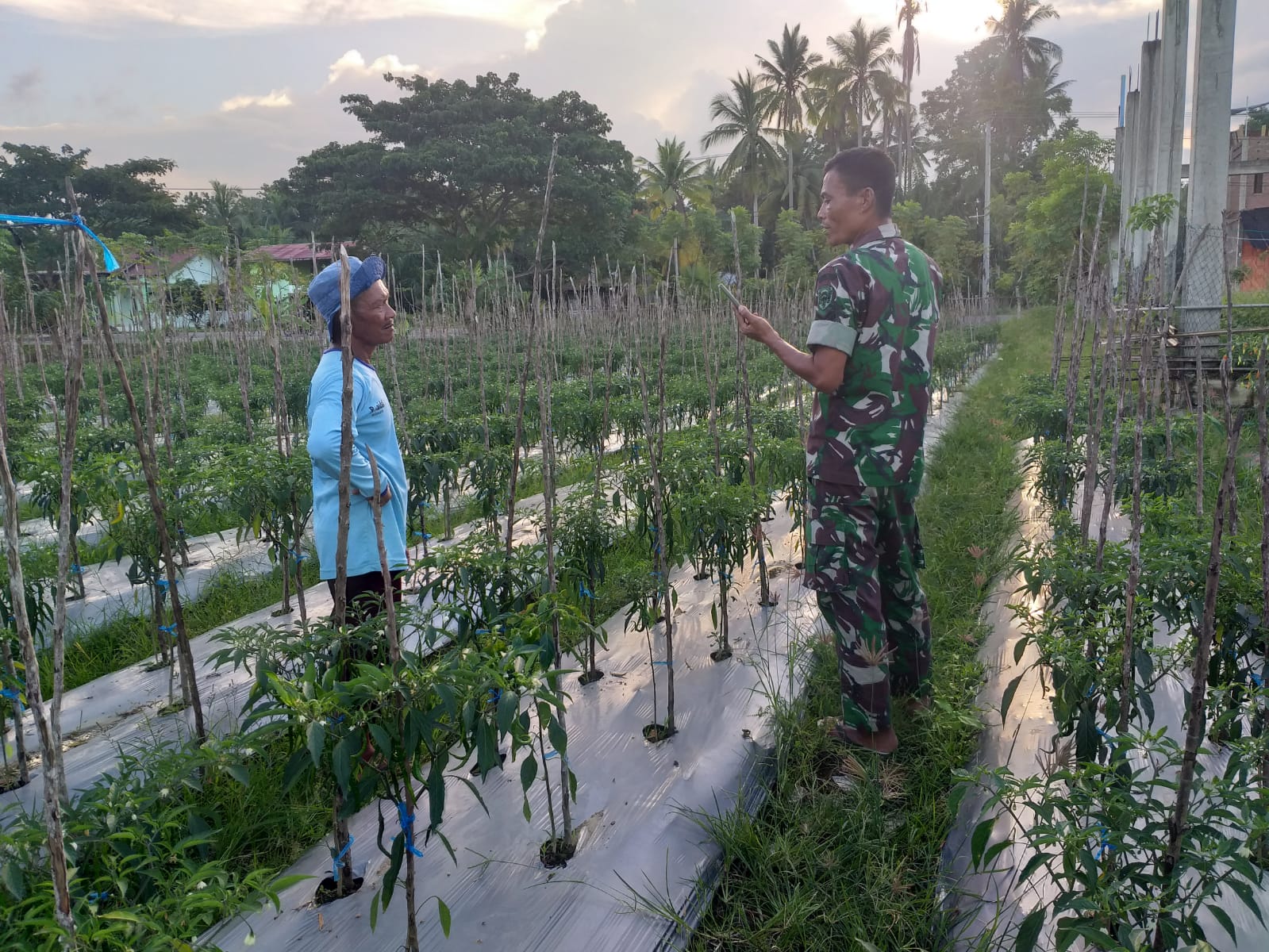 BABINSA KORAMIL 13/PEUREULAK TIMUR – KOMSOS BERSAMA PETANI CABE