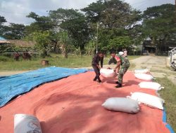 IKLIM CUACA PANAS – BABINSA SIMPANG ULIM DAMPINGI PETANI JEMUR PADI