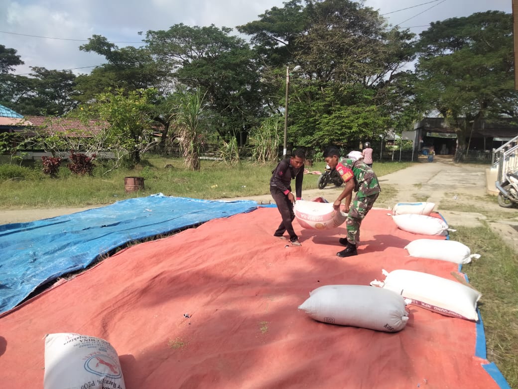 CUACA PANAS – BABINSA SIMPANG ULIM DAMPINGI PETANI JEMUR PADI