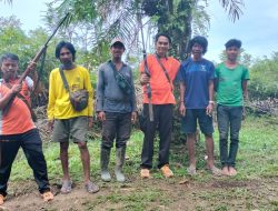 Kapolsek Muara Tabir Ipda Trisman Menerima Langsung Penyerahan 2 Pucuk Senpi Rakitan Jenis Kecepek Laras Panjang  Dari Suku Anak Dalam Di Area Perkebunan Sawit Warga  Desa  Sungai  Jernih  Kec.Muara Tabir