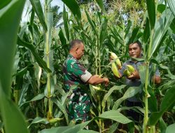 DUKUNG PROGRAM KATAHANAN PANGAN (HAN – PANGAN) –  BABINSA BANTU PETANI PANEN JAGUNG