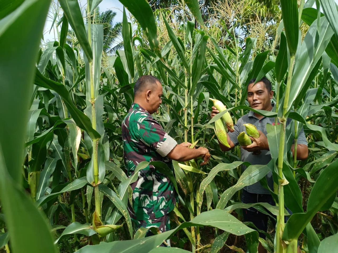 DUKUNG PROGRAM KATAHANAN PANGAN (HAN – PANGAN) –  BABINSA BANTU PETANI PANEN JAGUNG