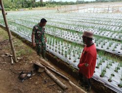 PRODUKTIFKAN LAHAN TIDUR :  BABINSA BANTU PETANI RAWAT TANAMAN BAWANG MERAH