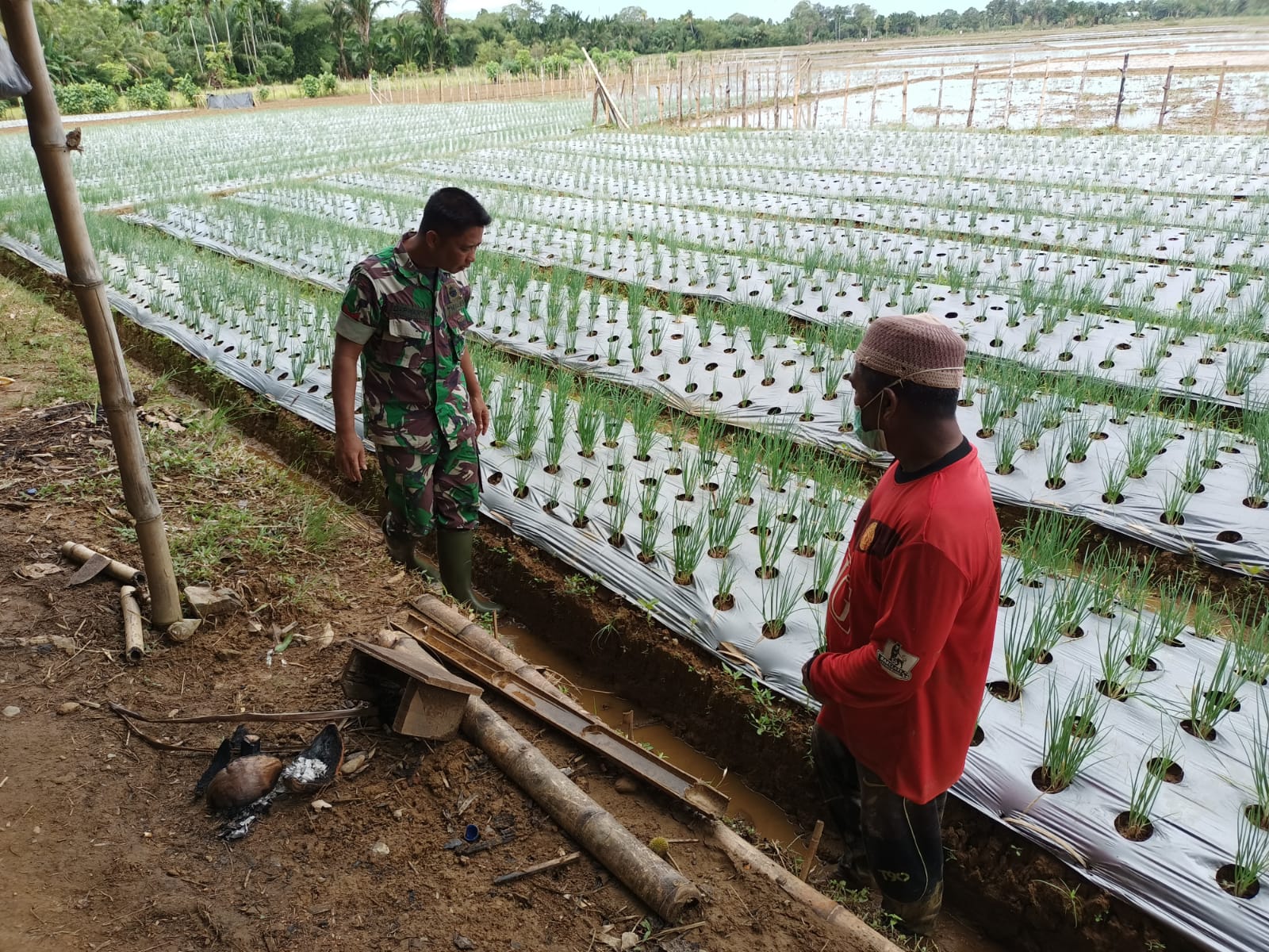 PRODUKTIFKAN LAHAN TIDUR :  BABINSA BANTU PETANI RAWAT TANAMAN BAWANG MERAH