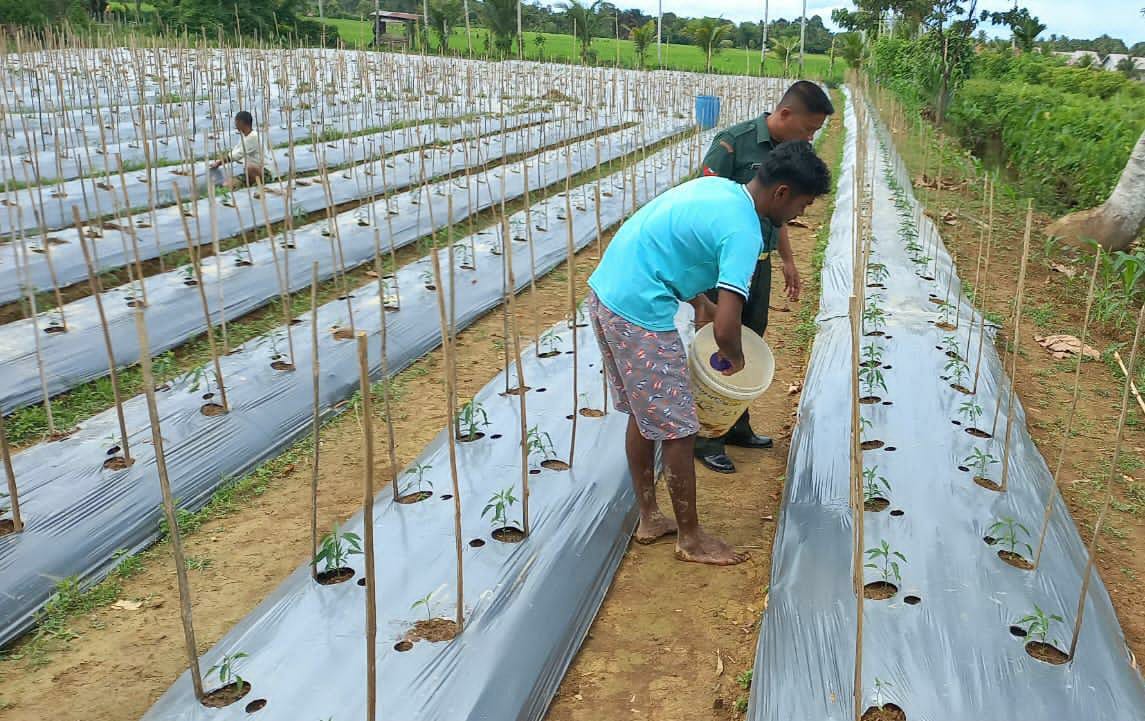 INI CERITA WARGA SETIA TERKESIMA :  BABINSA KUASAI ILMU PERTANIAN