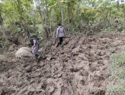 Terkait Gajah Jinak Mati Di CRU Serba Jadi :  Kapolres Aceh Timur Beri Penjelasan