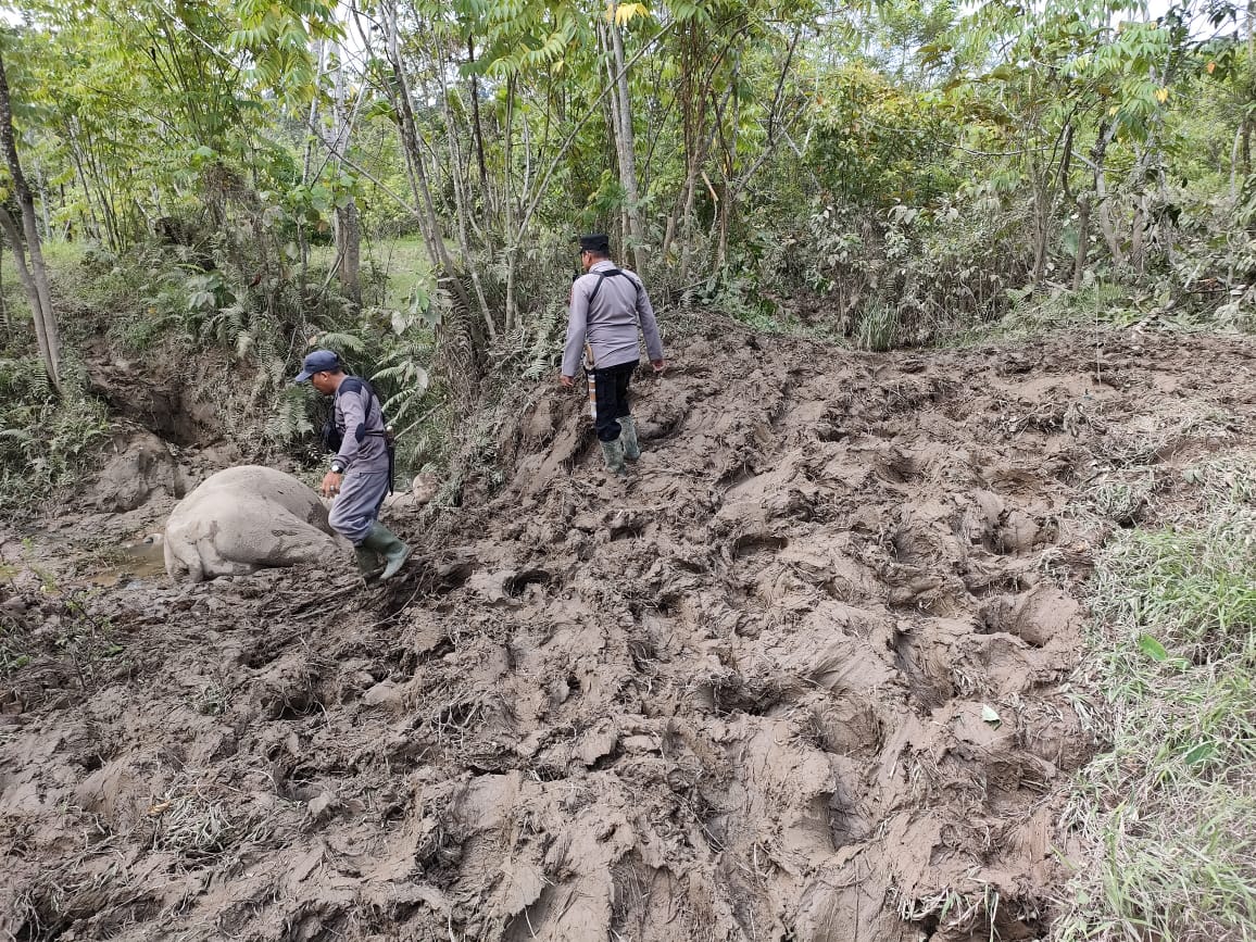 Terkait Gajah Jinak Mati Di CRU Serba Jadi :  Kapolres Aceh Timur Beri Penjelasan