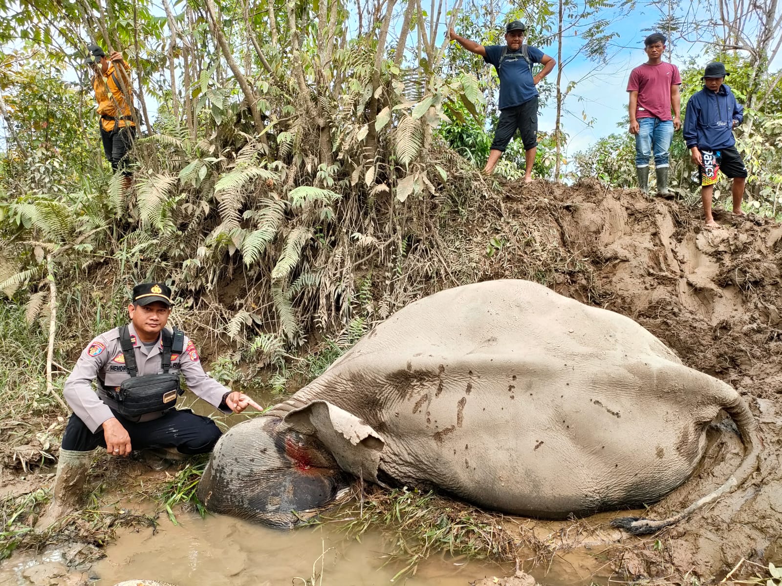 Gajah Jinak Mati Di RCU Serba Jadi :  Kapolres Aceh Timur Beri Penjelasan