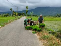 BABINSA KUALA BATEE :  KEMBALI BERSIAP TINGKATKAN PRODUKSI PADI