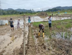 Sulap Lokasi Eks Peti menjadi Lahan Pertanian Aktif bersama Masyarakat Pangkalan Jambu