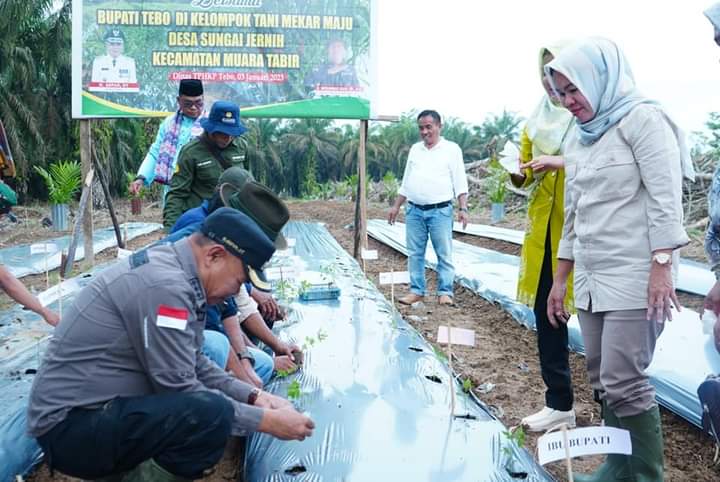 Pj.Bupati Tebo H.Aspan.ST Menyerahkan Alat Mesin Pertanian Jonder Dan Sejumlah Alat Pertanian Lainnya  Di Desa Sungai Jernih Kec.Tabir