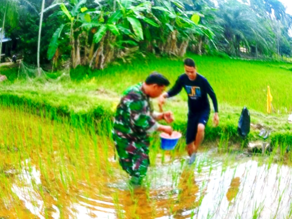 BABINSA : LAKUKAN PEMUPAN PADI BERSAMA WARGA DESA BINAANNYA