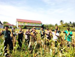 SULAP LAHAN TIDUR : KORAMIL SUSOH PANEN RAYA JAGUNG HIBRIDA