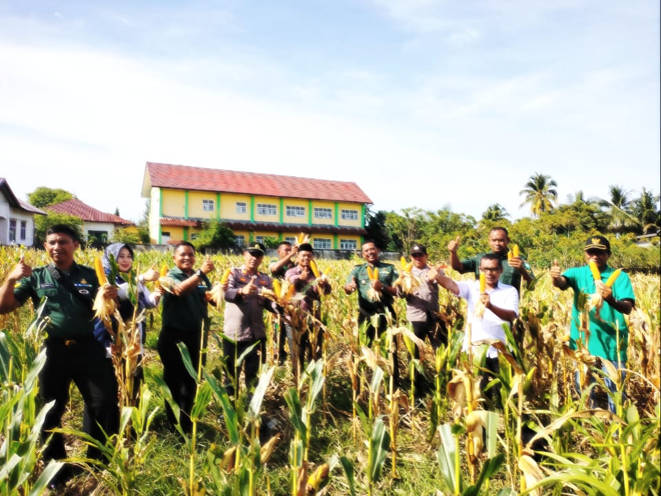 SULAP LAHAN TIDUR : KORAMIL SUSOH PANEN RAYA JAGUNG HIBRIDA