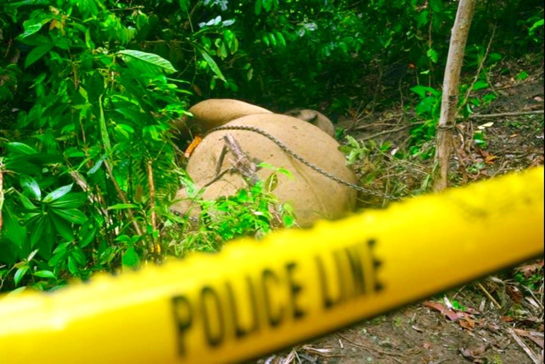 GADING GAJAH MENGHILANG DIACEH TENGGARA : MASIH JADI MISTERI