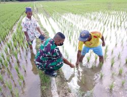 BABINSA TURUN KESAWAH : MENANAM PADI BERSAMA WARGA BINAANNYA