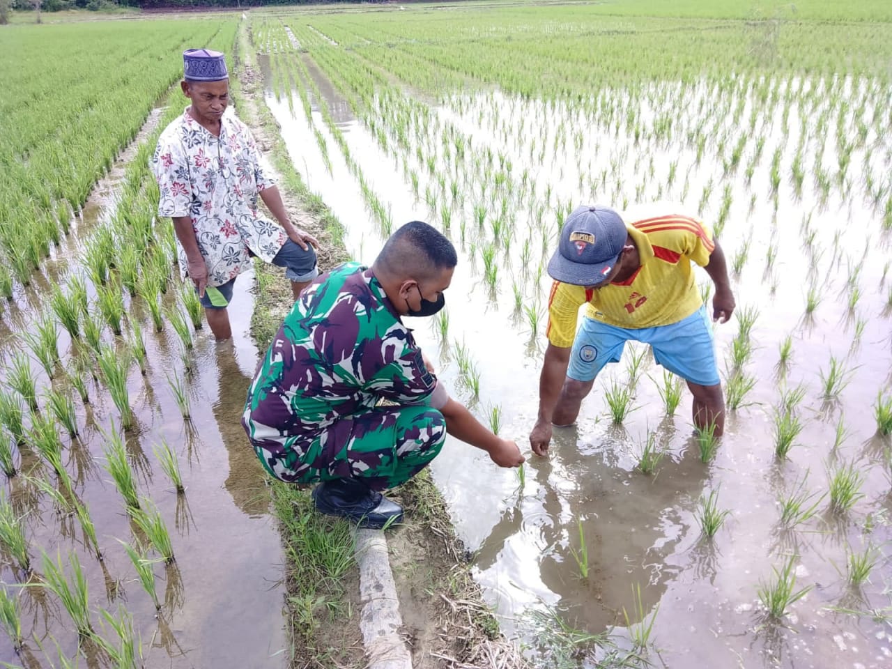 BABINSA TURUN KESAWAH : MENANAM PADI BERSAMA WARGA BINAANNYA