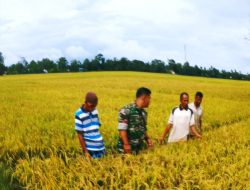 DIDUKUNG BABINSA : PETANI MANGGENG BERSIAP PANEN