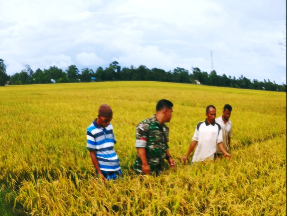 DIDUKUNG BABINSA : PETANI MANGGENG BERSIAP PANEN