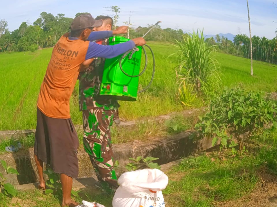 BABINSA BABAHROT TURUN KESAWAH : BANTU PETANI SEMPROT HAMA TANAMAN PADI