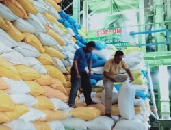 PETANI NAGAN RAYA TERSENYUM : HARGA GABAH MENINGKAT