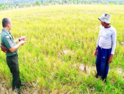 GALAKKAN KATAHANAN PANGAN : BABINSA DAN PETANI KECAMATAN JEUMPA BARAT DURVEI LAHAN