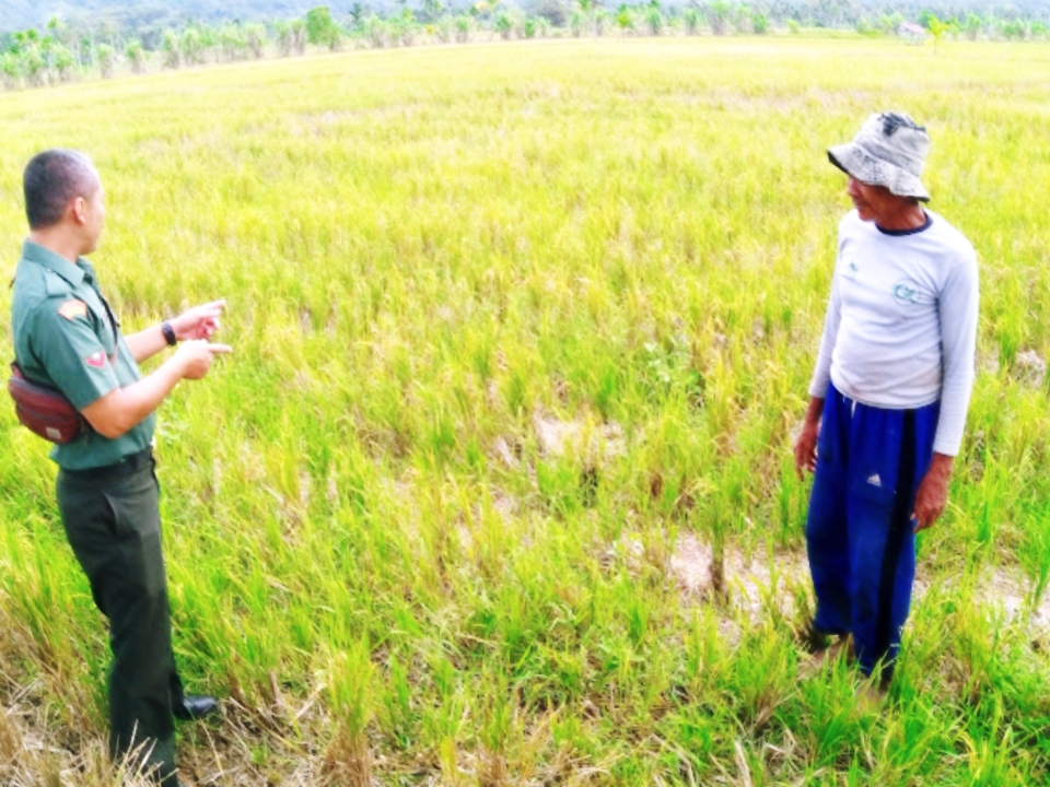 GALAKKAN KATAHANAN PANGAN : BABINSA DAN PETANI KECAMATAN JEUMPA BARAT DURVEI LAHAN